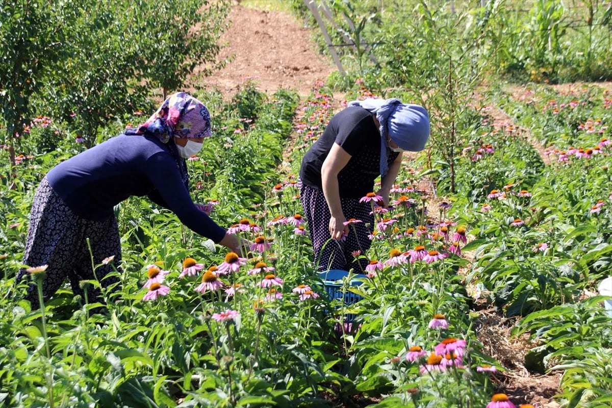 Uşak’ta ilk kez ekilen “Ekinezya”da hasat yapıldı
