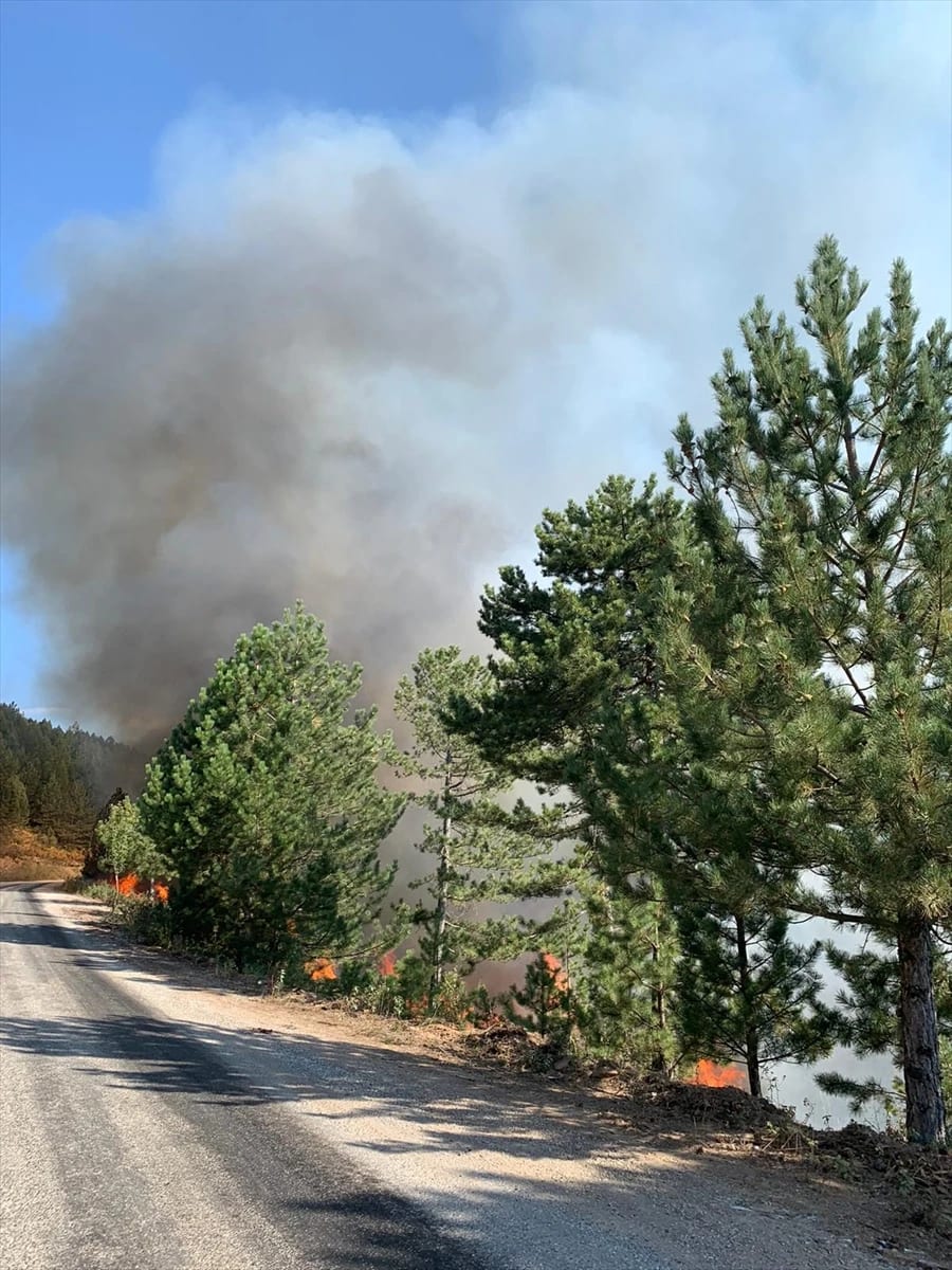Muğla’da orman yangını