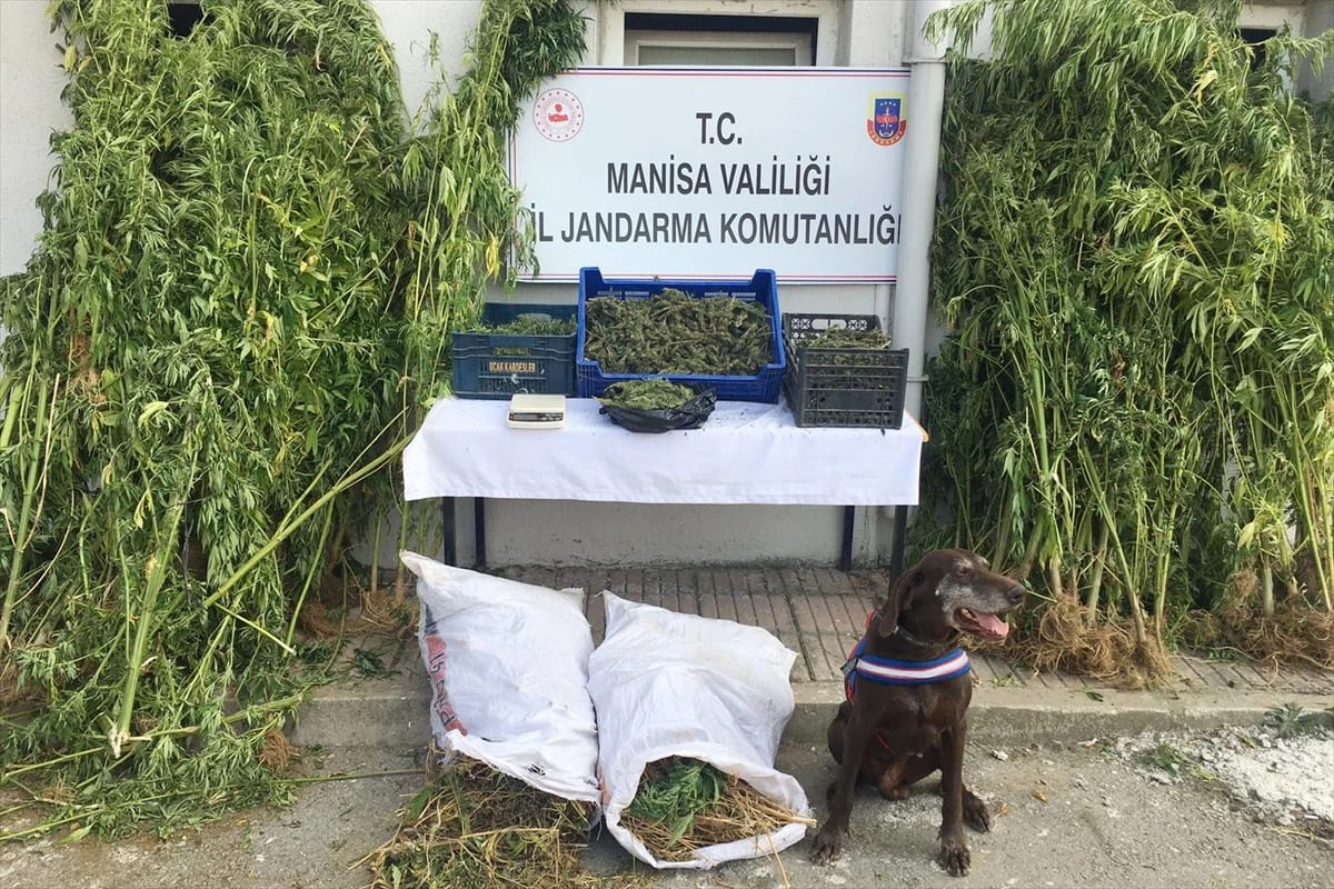 Manisa’da 4 bin 867 kök kenevir ile 85 kilogram kubar esrar ele geçirildi
