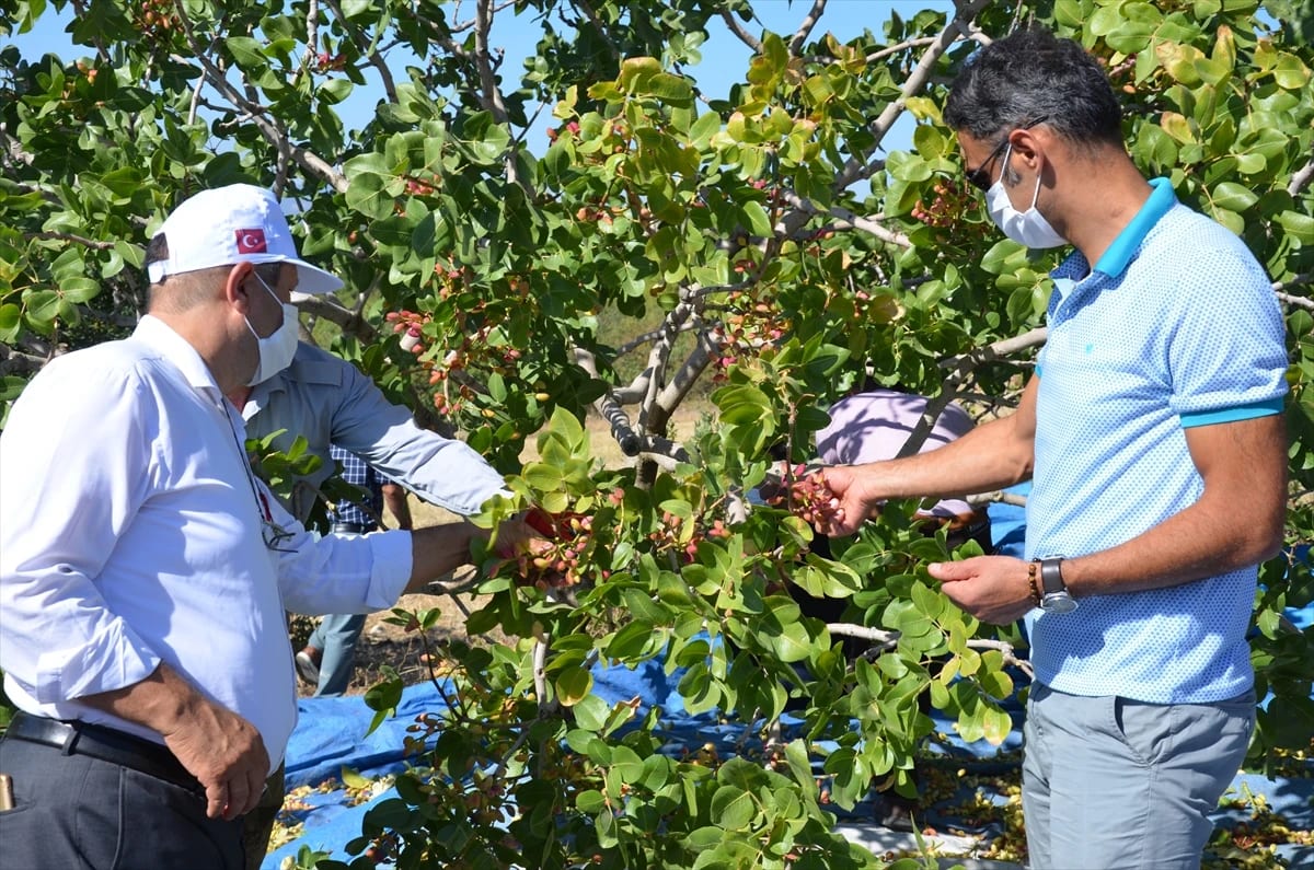 Demirci Kaymakam Kaya ve Belediye Başkanı Selçuk, Antep fıstığı hasadına katıldı