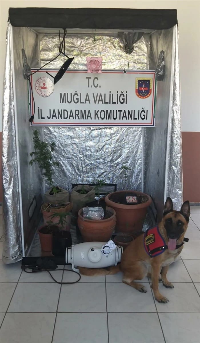 Muğla’da Hint keneviri yetiştirmek için evinde düzenek kuran şüpheli yakalandı