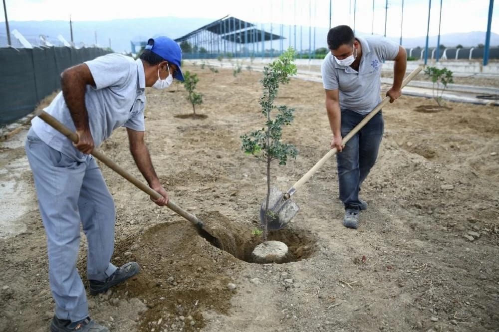 Büyükşehir Sakız ağaçlarını toprakla buluşturdu