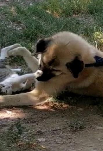 Kediyle köpeğin gülümseten dostluğu