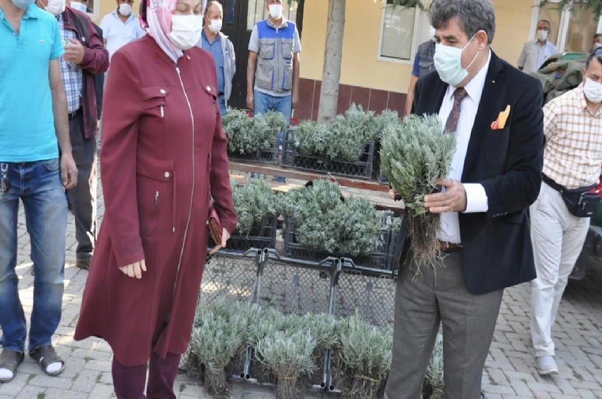 Sandıklı’da çifçilere lavanta fidesi dağıtıldı