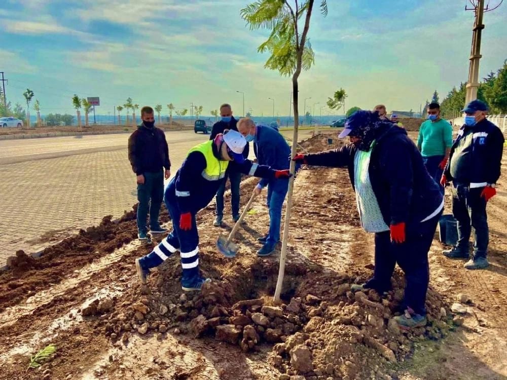 Didim Jakaranda ağaçları ile güzelleşiyor