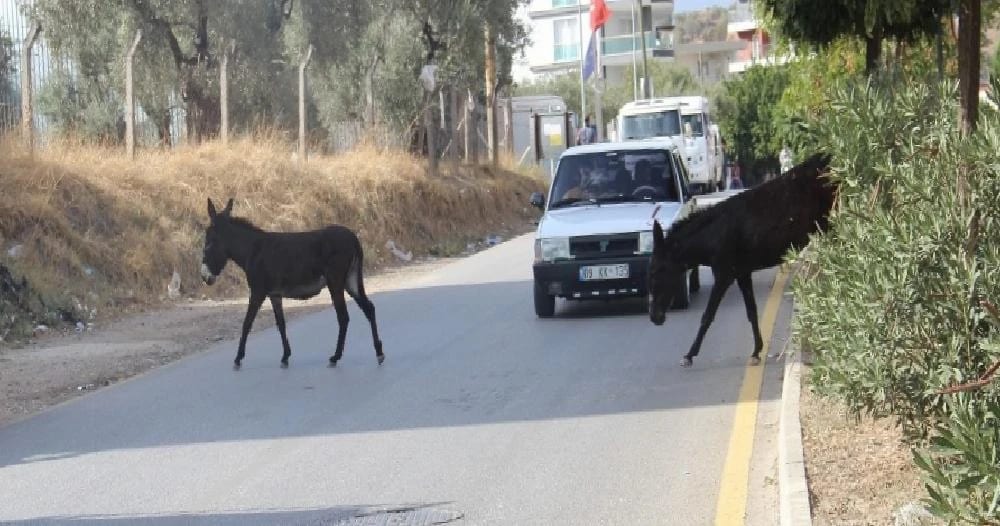 Kuraklık eşeklere yaradı