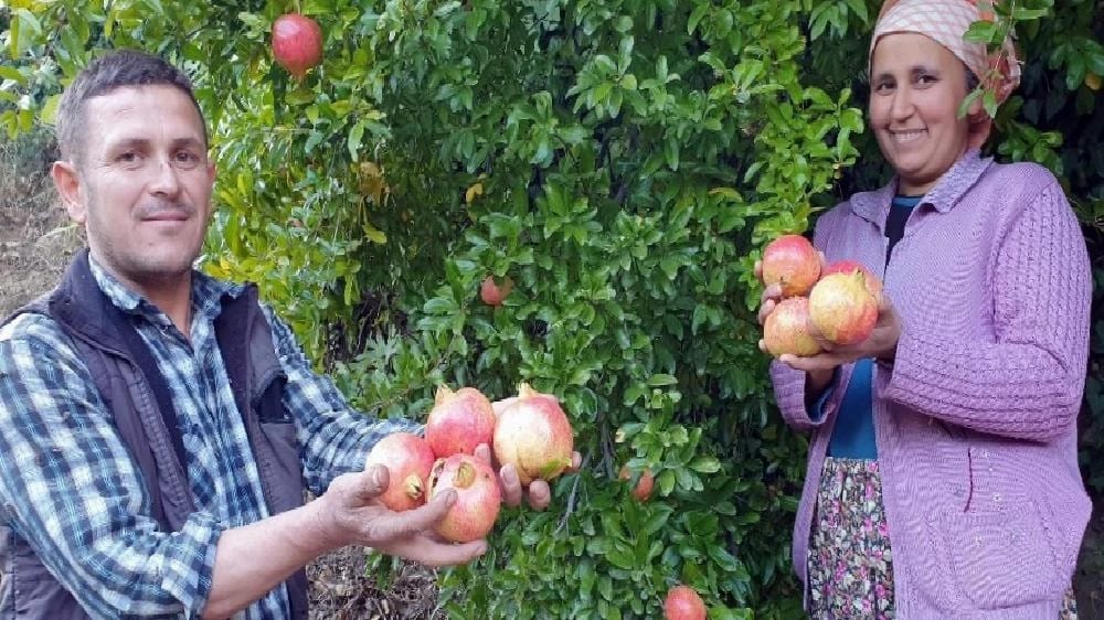 Sultanhisar’ın yaylalarında nar hasadı tamamlandı