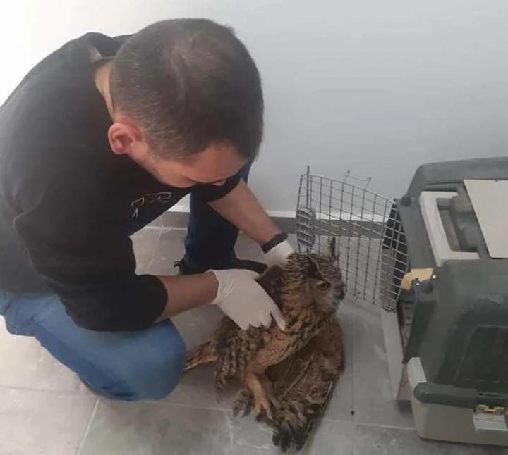 Yaralı Puhu kuşu tedaviye alındı