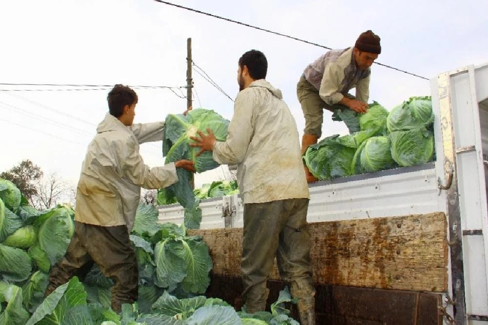 Geçen yıl para etmeyen lahanaya bu yıl değer biçilemiyor