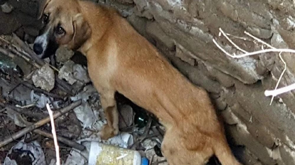 Kuyuya düşen köpeği itfaiye kurtardı