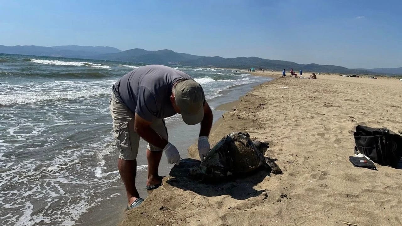 Pamucak Sahili’nde Dehşet: Ayağına Taş Bağlanan Deniz Kaplumbağası Telef Oldu