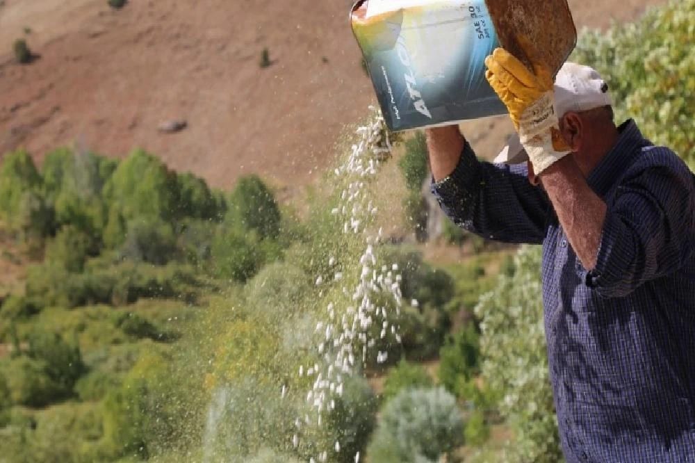 Ata tohumlarıyla üretilen kuru fasulye, rüzgar çağrılarak ayıklanıyor