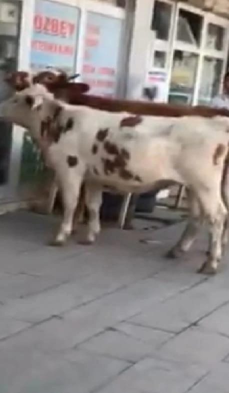 Kars’ta buzağı veterinere gitti