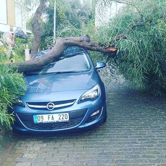 Aydın’da Şiddetli Rüzgar Ağaçları Devirdi: Park Halindeki Araçlar Zarar Gördü