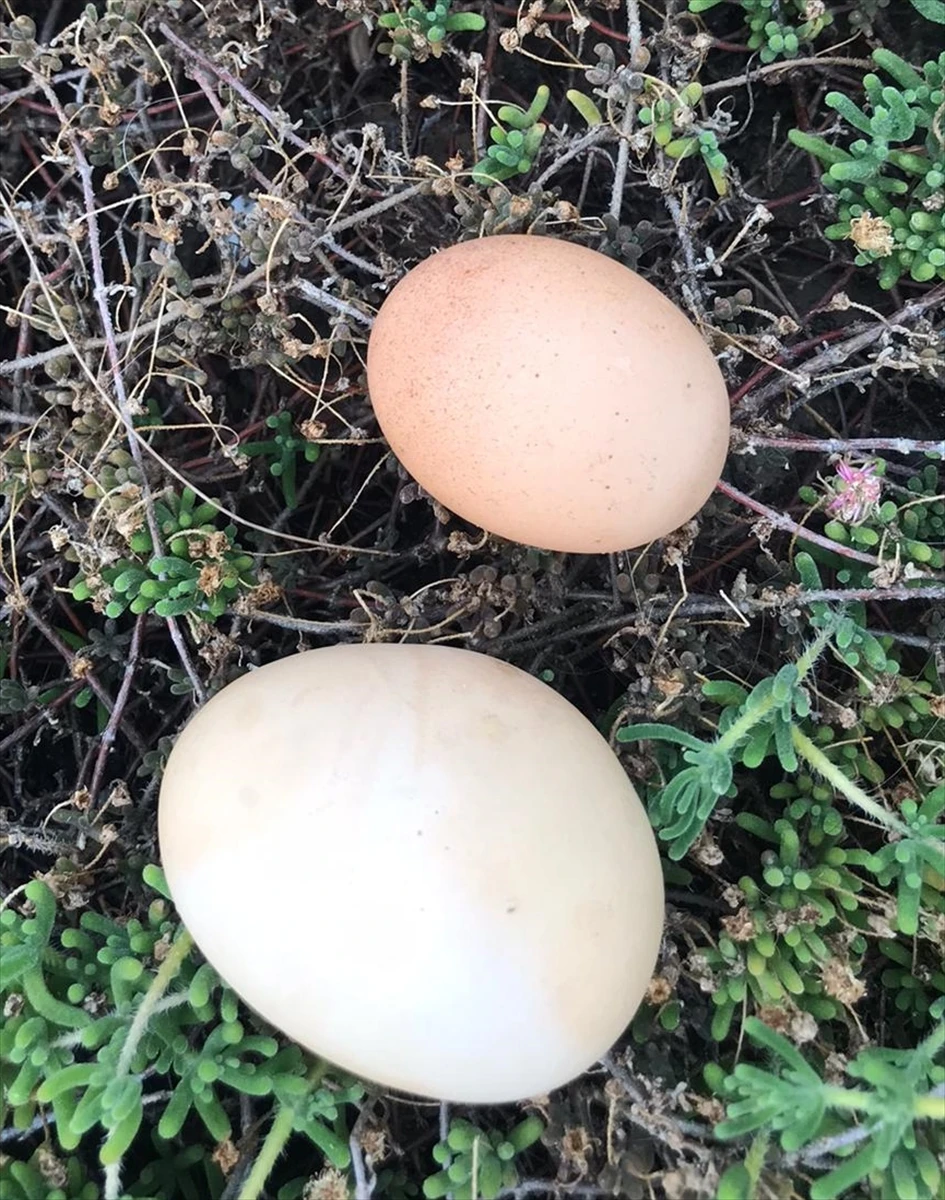 Aydın’da iriliğiyle dikkati çeken yumurtanın içinden bir yumurta daha çıktı