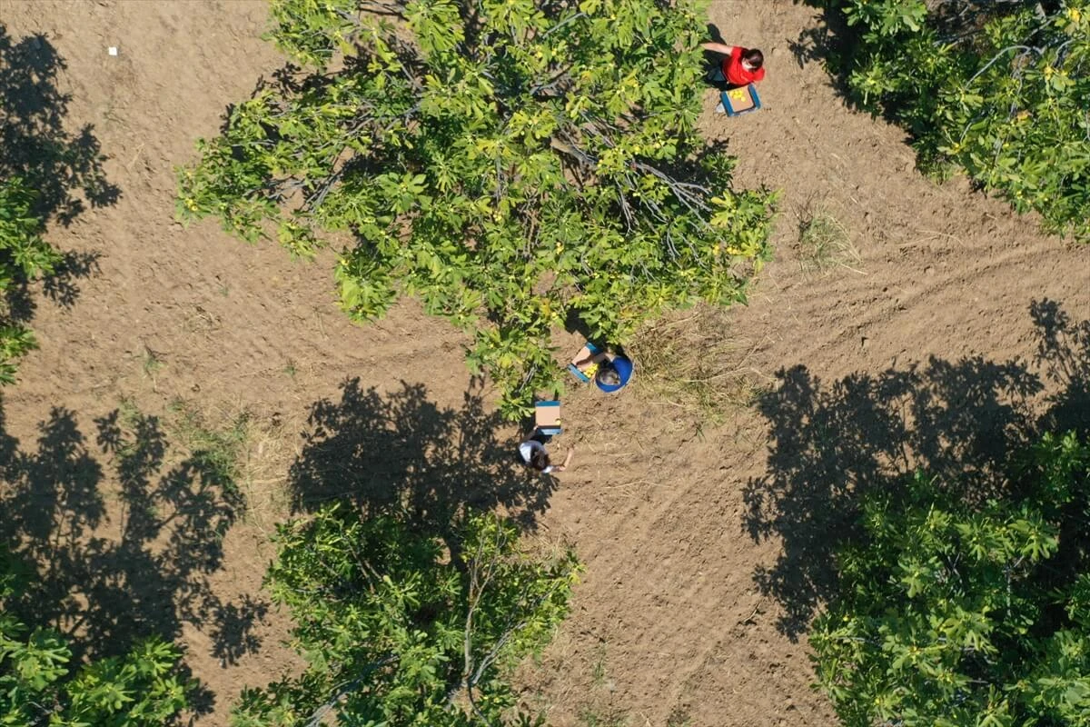 Germencik’te incirin pazarlanması için belediye devreye girdi