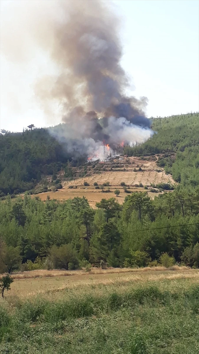 Aydın’da orman yangınına müdahale ediliyor