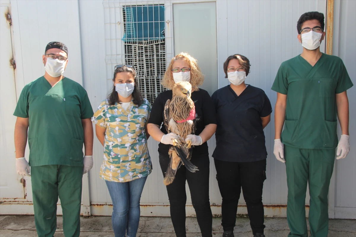 Ateşli silahla vurulan şah kartal tedavi altına alındı