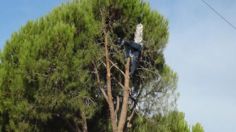 Antalya’nın kozalağı Aydınlı işçilerin mahareti ile ekonomiye kazandırılıyor