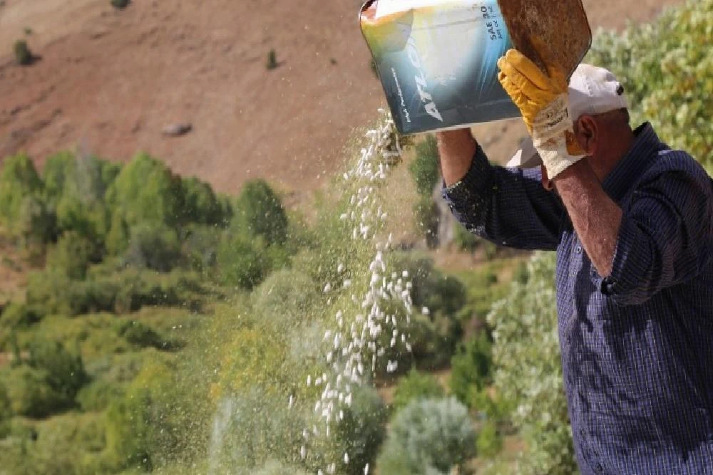 Ata tohumlarıyla üretilen kuru fasulye, rüzgar çağrılarak ayıklanıyor