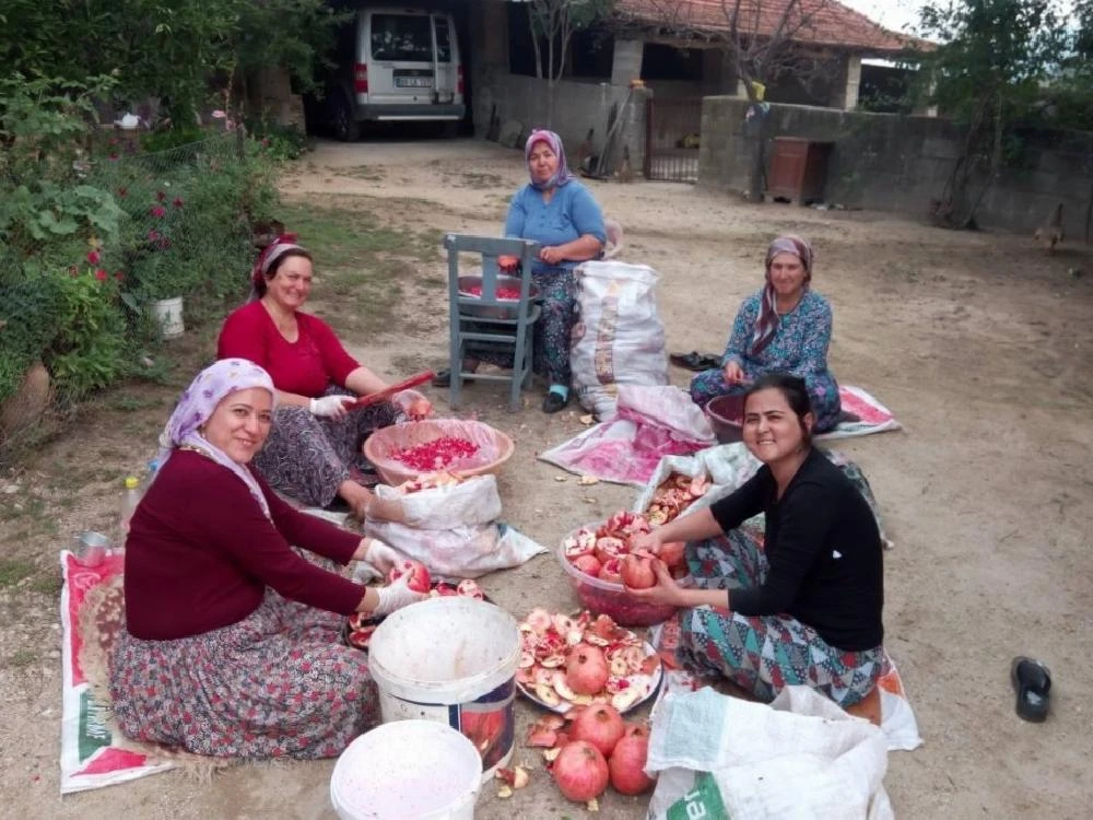 Aydın’da narlar şifa için kaynatıldı