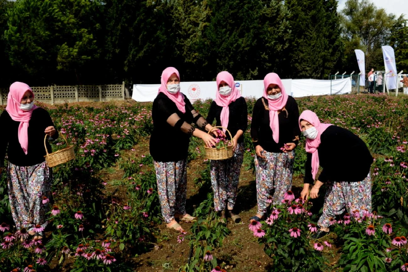 Bursalı kadın çiftçiler “ekinezya” yetiştirmeye başladı