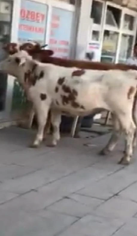 Kars’ta buzağı veterinere gitti