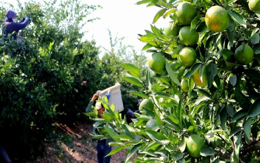 Narenciye üreticilerine 5 milyonluk Acil Destek Ödeneği