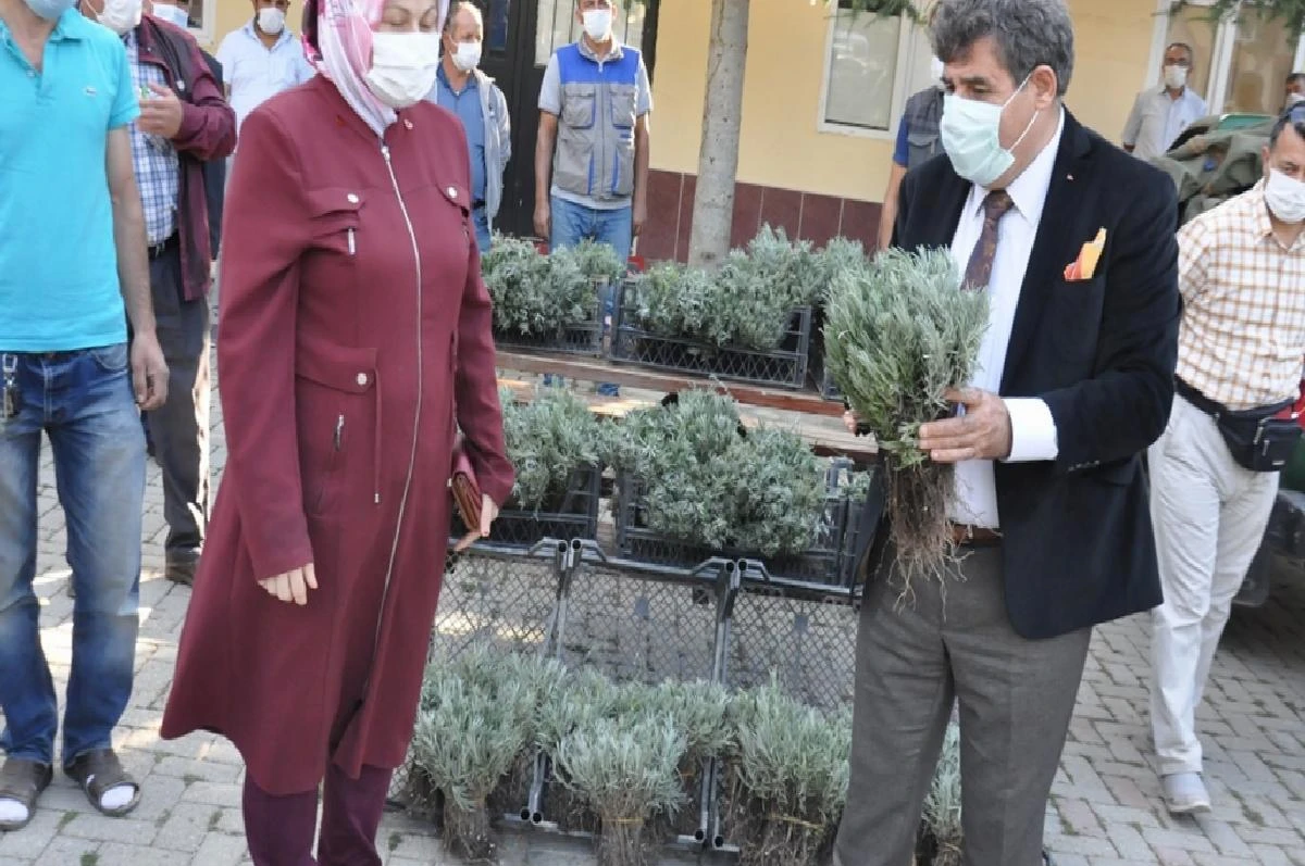 Sandıklı’da çifçilere lavanta fidesi dağıtıldı