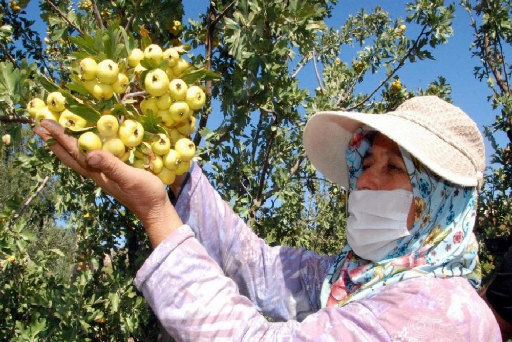 Silifke’de kalp dostu Alıç’ın tanesi 2 liradan satılıyor