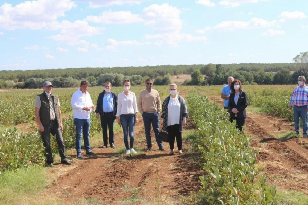 Süper meyve Aronia yaygınlaşıyor