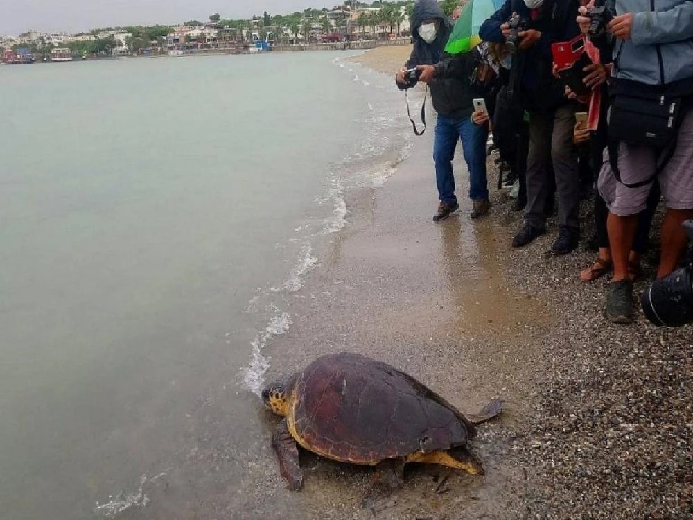 Tedavisi yapılan caretta caretta Didim Altınkum’da denize bırakıldı