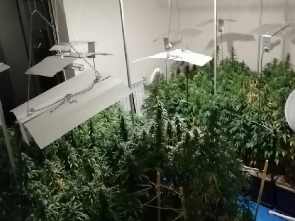 Uyuşturucu yetiştirmek için evi laboratuvara çevirmiş