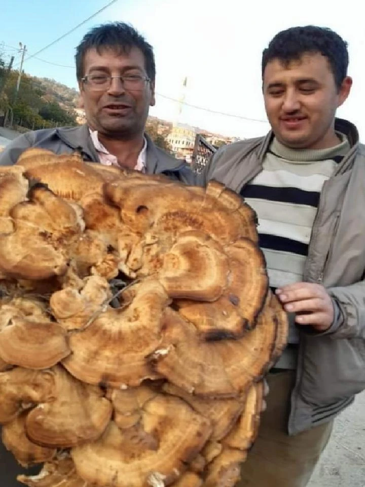 Dev meşe mantarı görenleri şaşırttı