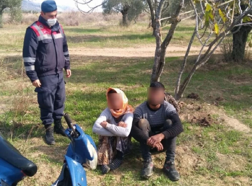 İncir sezonu bitince, şimdi de zeytine dadandılar
