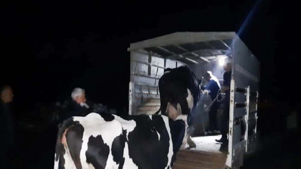 JASAT araç izlerini 7 saat takip etti, hayvan hırsızlarını yakaladı