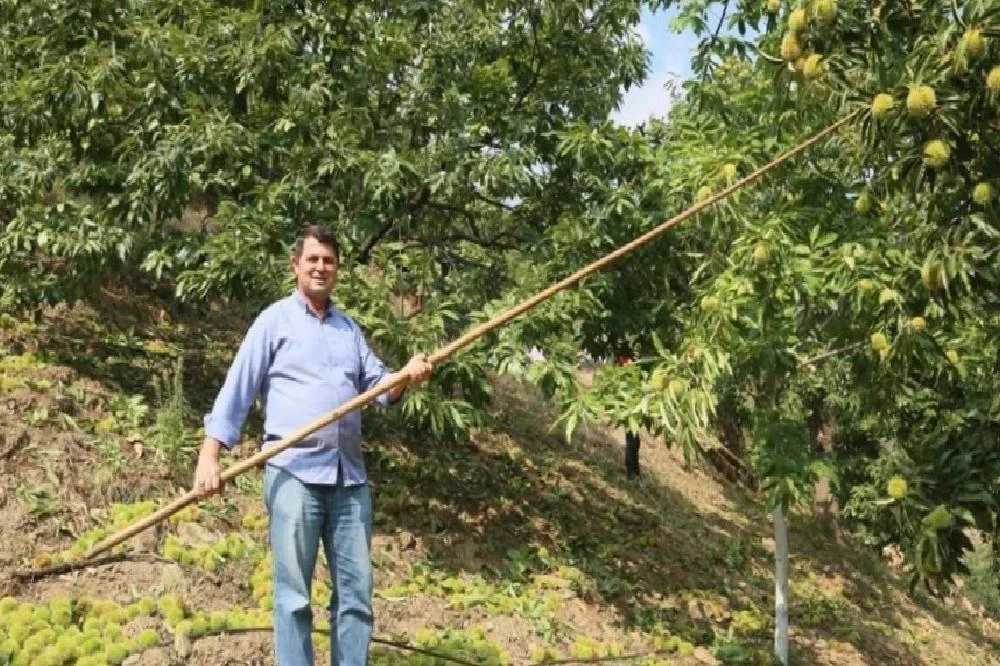 Kuraklık kestaneyi olumsuz etkiledi