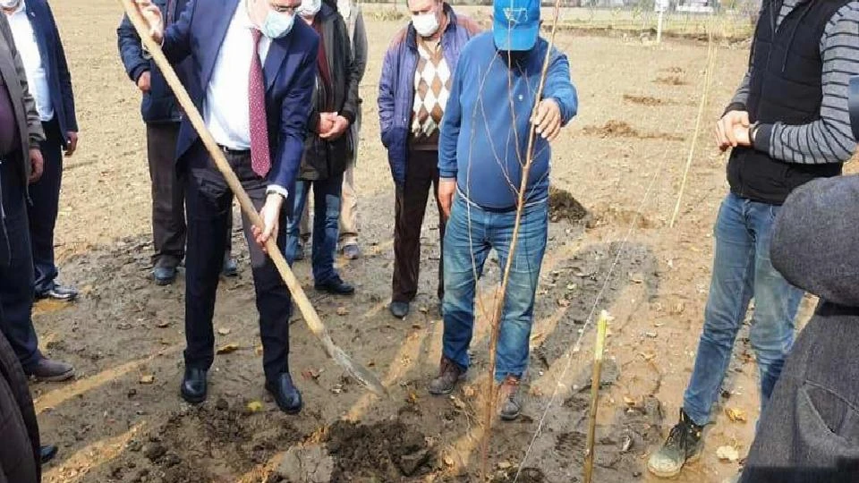 Aydın’da 21 bin 700 adet erkenci kayısı fidanı dağıtıldı