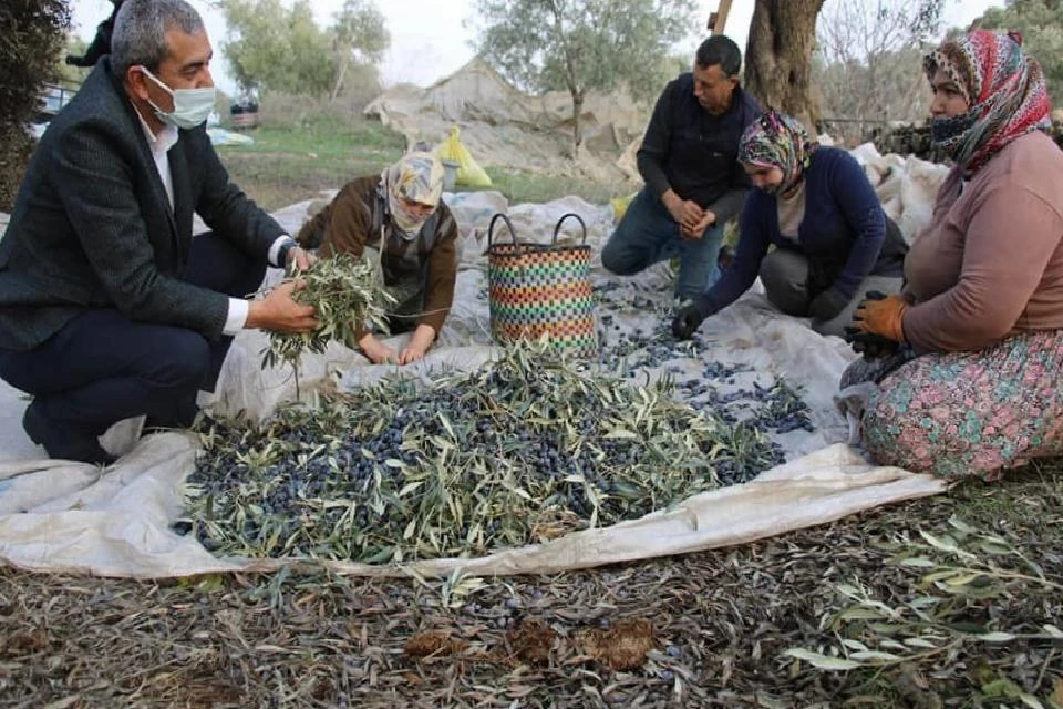 Başkan Kaplan’dan zeytin hasadı yapan üreticilere sürpriz ziyaret