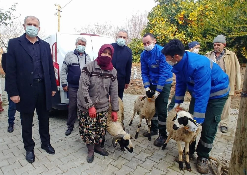 Büyükşehir, sakız koyunu dağıtımına devam ediyor