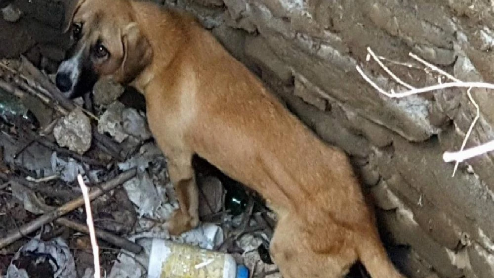 Kuyuya düşen köpeği itfaiye kurtardı