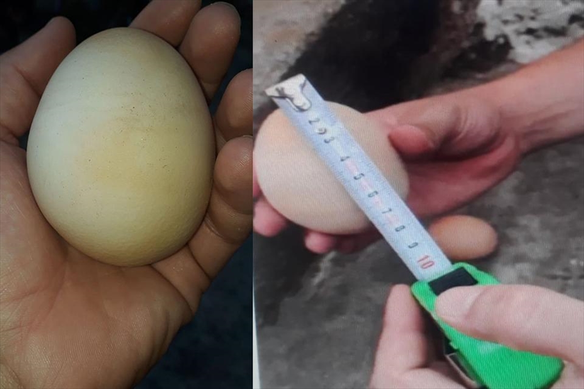 aydinda iriligiyle dikkati ceken yumurtanin icinden bir yumurta daha cikti 2 Un13iBNl Aydın'da iriliğiyle dikkati çeken yumurtanın içinden bir yumurta daha çıktı