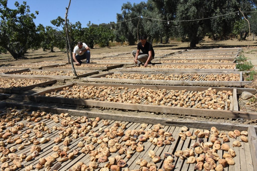 20200816 2 43912064 57456902 Web Aydın'da kuru incir tezgahlarda yerini almaya başladı