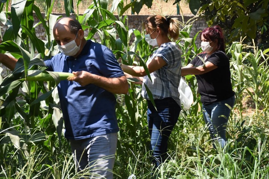 20200818 2 43935918 57487872 Web Öğretmenlerin "iyilik bahçesi" ihtiyaç sahiplerine destek oluyor