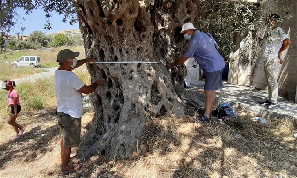 20200820 2 43976149 57546988 Web Aydın'da anıt ağaç tescil başvurusu bulunan ağacın yanına yapılan villaya tepki
