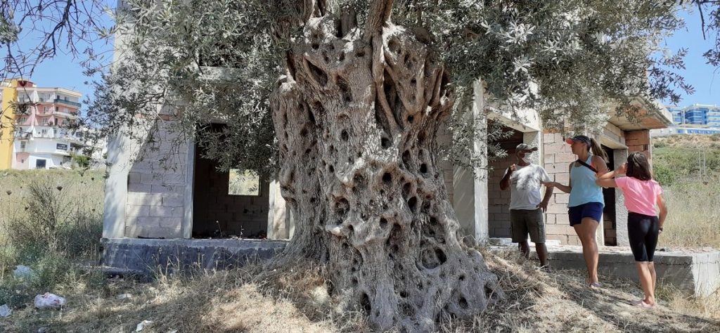 20200820 2 43976149 57546989 Web Aydın'da anıt ağaç tescil başvurusu bulunan ağacın yanına yapılan villaya tepki