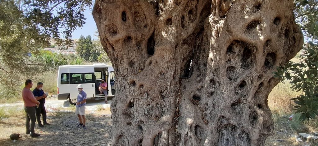 20200820 2 43976149 57546992 Web Aydın'da anıt ağaç tescil başvurusu bulunan ağacın yanına yapılan villaya tepki