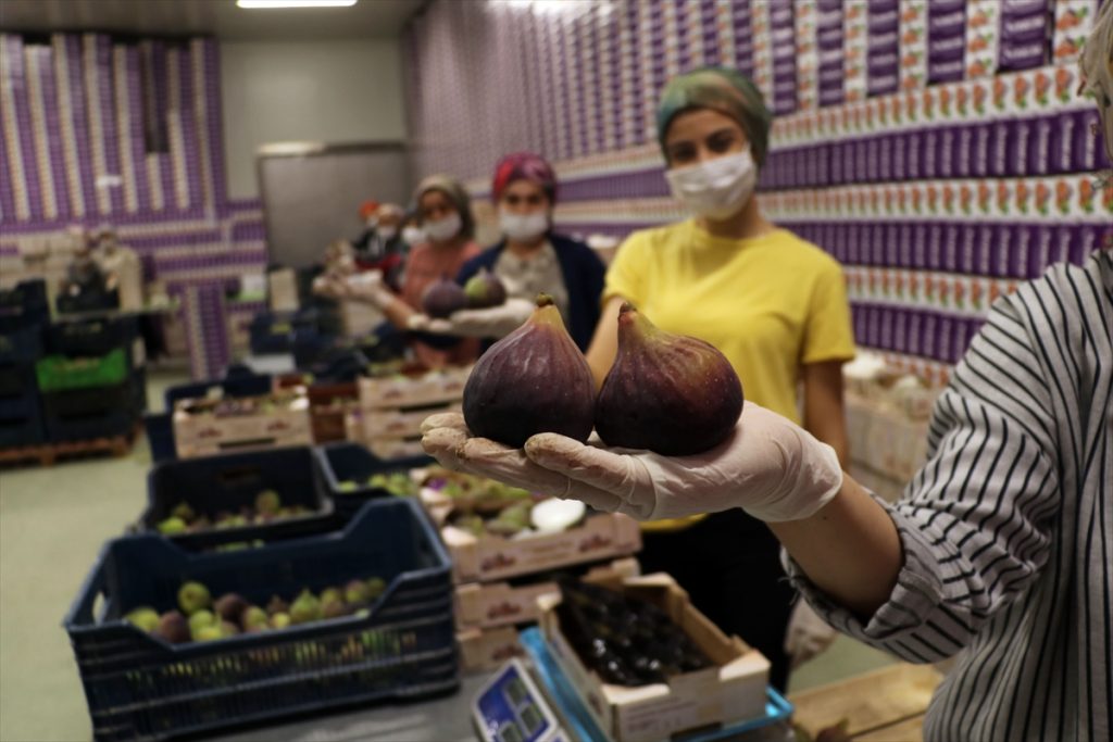 20200821 2 43984434 57557190 Web Türkiye'den 22 günde 5 milyon dolarlık incir ihracatı