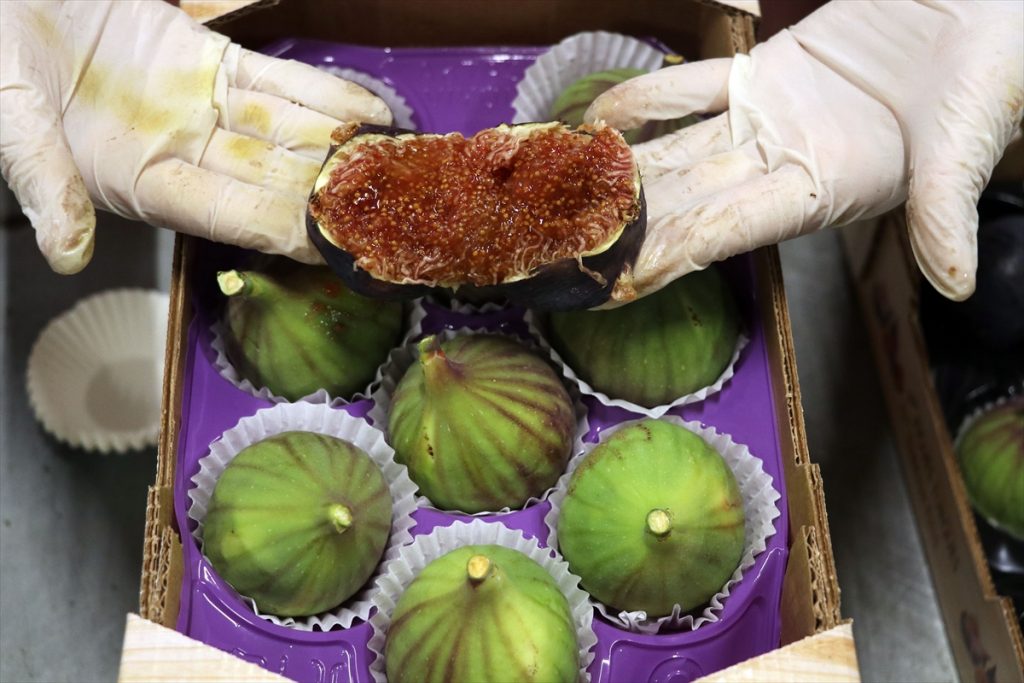 20200821 2 43984434 57557192 Web Türkiye'den 22 günde 5 milyon dolarlık incir ihracatı