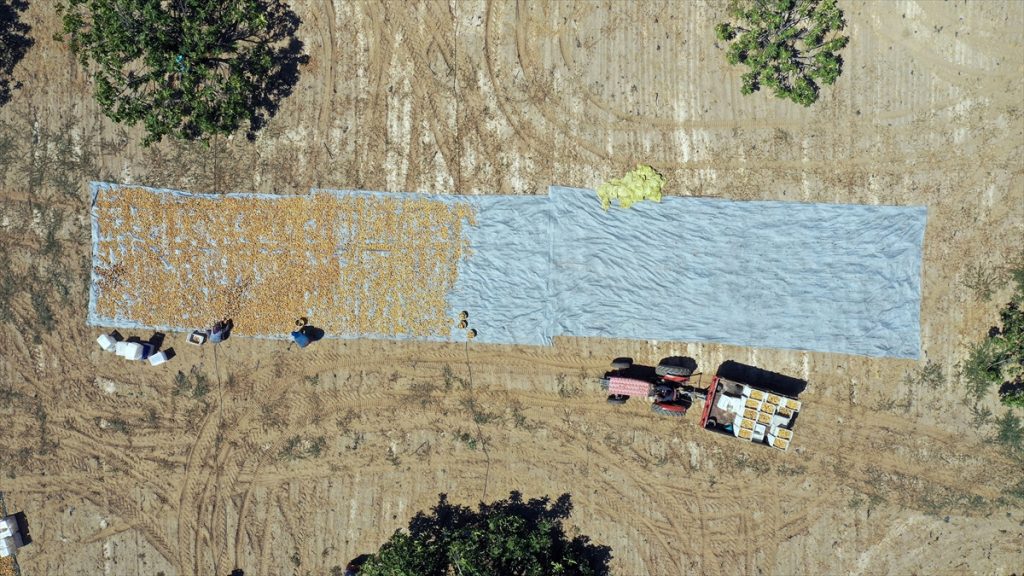 20200822 2 43998843 57577878 Web 1 Dünyaca ünlü Aydın incirinde hasat heyecanı